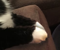 Cat's Paw Cat's Paw