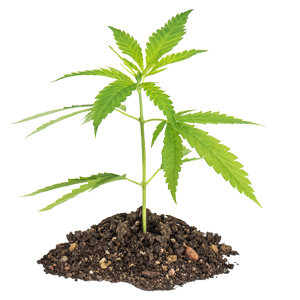 Hemp Production